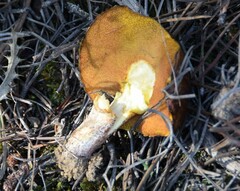 Suillus bellinii