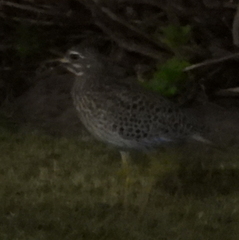 Burhinus capensis
