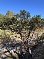 Arctostaphylos manzanita