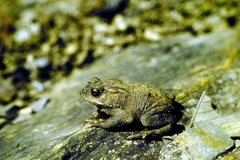 Duttaphrynus melanostictus
