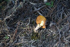 Suillus bellinii
