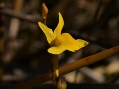 Utricularia chrysantha