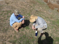 Osteospermum calendulaceum