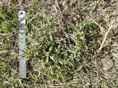 Osteospermum calendulaceum