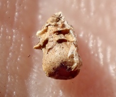 Osteospermum calendulaceum