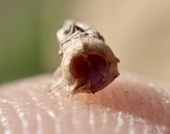 Osteospermum calendulaceum