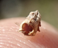 Osteospermum calendulaceum