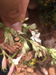 Ipomopsis aggregata candida