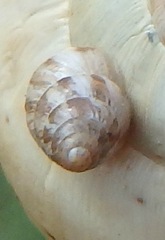 Cochlicella barbara