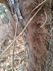 Toxicodendron radicans