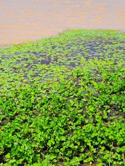 Marsilea