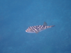 Sphoeroides annulatus