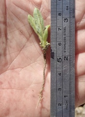 Osteospermum calendulaceum