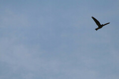 Nyctiprogne leucopyga