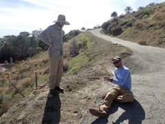 Osteospermum calendulaceum