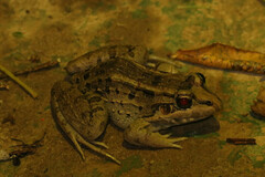 Leptodactylus