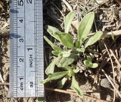 Osteospermum calendulaceum
