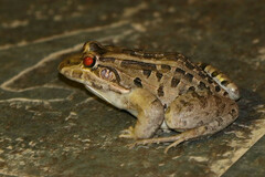 Leptodactylus