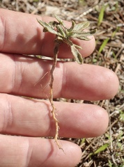 Osteospermum calendulaceum