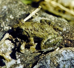 Minervarya syhadrensis