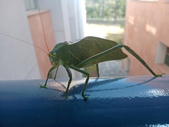 Stilpnochlora azteca