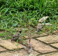 Spermestes cucullata