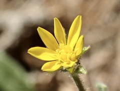 Osteospermum calendulaceum