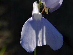 Utricularia leptoplectra
