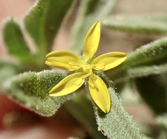 Osteospermum calendulaceum
