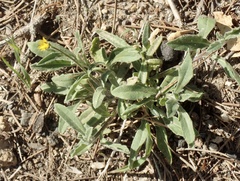 Osteospermum calendulaceum