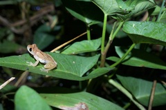 Dendropsophus