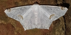 Sericoptera mahometaria