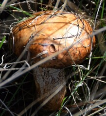 Suillus bellinii