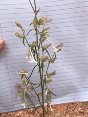 Ipomopsis aggregata candida