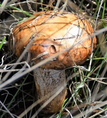 Suillus bellinii