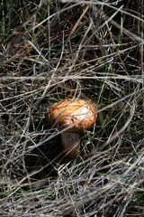 Suillus bellinii