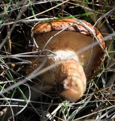 Suillus bellinii