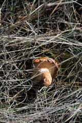 Suillus bellinii