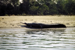 Gavialis gangeticus
