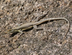 Tropidurus semitaeniatus