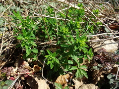 Euphorbia platyphyllos