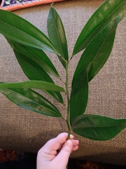 Cocculus laurifolius