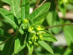 Euphorbia platyphyllos