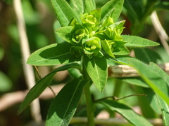 Euphorbia platyphyllos