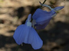 Utricularia leptoplectra