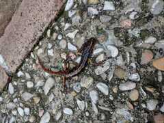 Speleomantes italicus