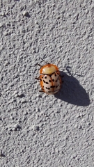 Conchyloctenia punctata