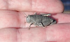 Bufonacris terrestris
