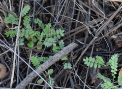 Ornithopus perpusillus