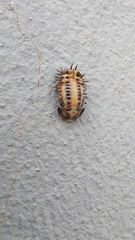 Conchyloctenia punctata